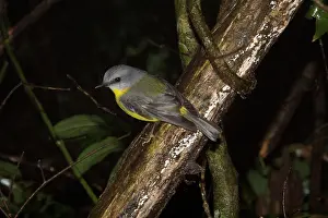 Eopsaltria: Eastern Yellow Robin