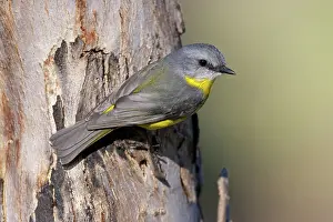 Eopsaltria: Eastern Yellow Robin