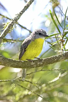 Eopsaltria: Eastern yellow robin