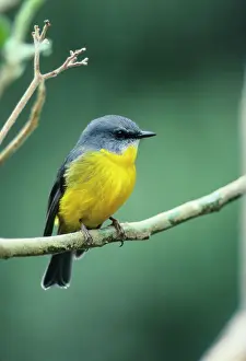 Eopsaltria: Eastern Yellow Robin - Perched