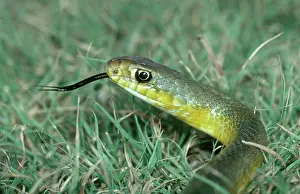 Racers: Eastern Yellowbelly Racer