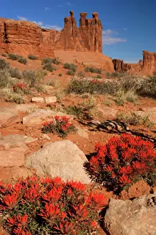 Castilleja: Eastwood's paintbrush - bright red blooming desert