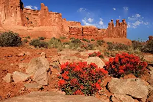 Castilleja: Eastwood's paintbrush - bright red blooming desert