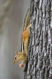 Striatus: Eating Eastern chipmunk (Tamias striatus) on t