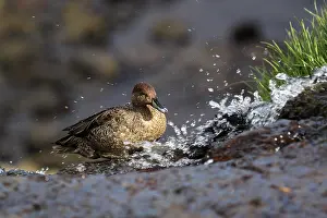 Subantarctic: Eaton's Pintail