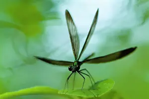 Maculata: Ebony Jewelwing Damselfly