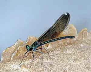 Damsel: Ebony Jewelwing damselfly