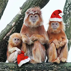 Javan: Ebony Leaf Monkey / Javan Langur - 2 adults and