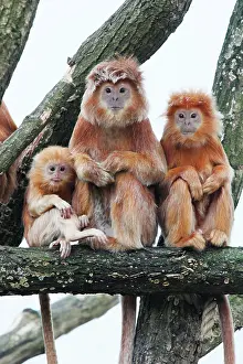 Javan: Ebony Leaf Monkey / Javan Langur - 2 adults and young animal