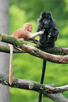 Javan: Ebony Leaf Monkey / Javan Langur - adult with young