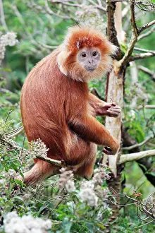 Javan: Ebony Leaf Monkey / Javan Langur - animal resting