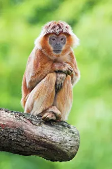 Javan: Ebony Leaf Monkey / Javan Langur - animal resting