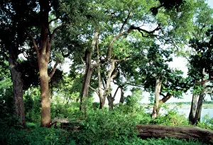 Diospyros: Ebony Trees