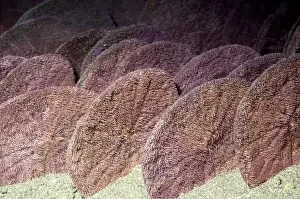 Dollar: Eccentric Sand Dollar