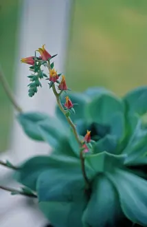 Echeveria: Echeveria