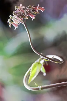 Echeveria: Echeveria