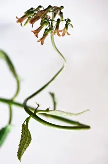 Echeveria: Echeveria