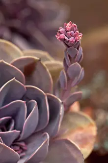 Echeveria: Echeveria