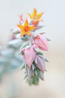 Echeveria: Echeveria