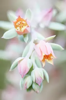 Echeveria: Echeveria