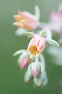 Echeveria: Echeveria