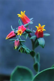 Echeveria: Echeveria