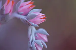 Echeveria: Echeveria