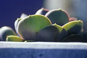 Layers: Echeveria