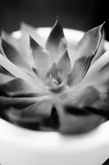 Echeveria: Echeveria