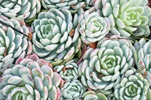 Blended: Echeveria, Echeveria elegans, close up showing tight floral