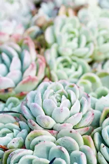 Blended: Echeveria, Echeveria elegans, close up showing tight floral