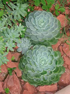 Echeveria: Echeveria elegans - Succulent