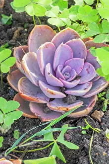 Rosette: Echeveria gibbiflora Gloire de Nuremberg