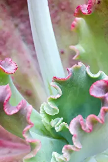 250417: Echeveria leaves and flower stalk, Norfolk UK