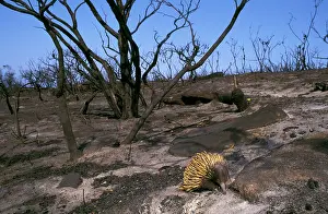 Wildfire: Echidna - searching for food after bushfire