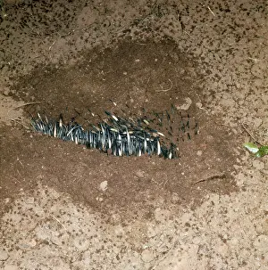 Anteater: Echidna / Spiny Anteater - burying itself