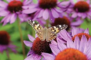 Vanessa: Echinacea, Purple Coneflower