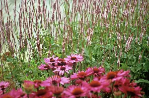 Persicaria: Echinacea, Purple Coneflower