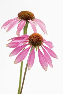 Angustifolia: Echinacea, Purple Coneflower