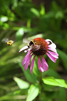 Pollenation: Echinacea, Purple coneflower