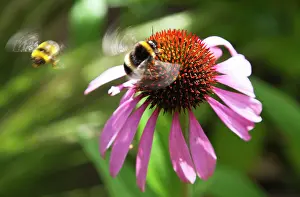 Pollenation: Echinacea, Purple coneflower