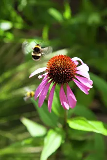 Pollenation: Echinacea, Purple coneflower