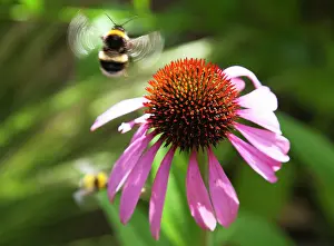 Pollenation: Echinacea, Purple coneflower