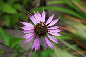 Pollenation: Echinacea, Purple coneflower