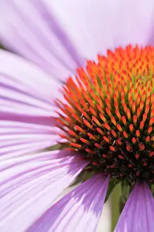 Magnus: Echinacea, Purple Coneflower