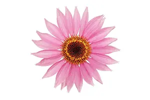 Exquisite: Echinacea, Purple Coneflower