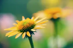 Paradoxa: Echinacea, Purple Coneflower