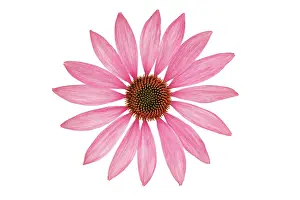 Exquisite: Echinacea, Purple Coneflower