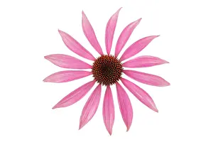 Exquisite: Echinacea, Purple Coneflower