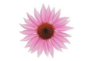 Exquisite: Echinacea, Purple Coneflower